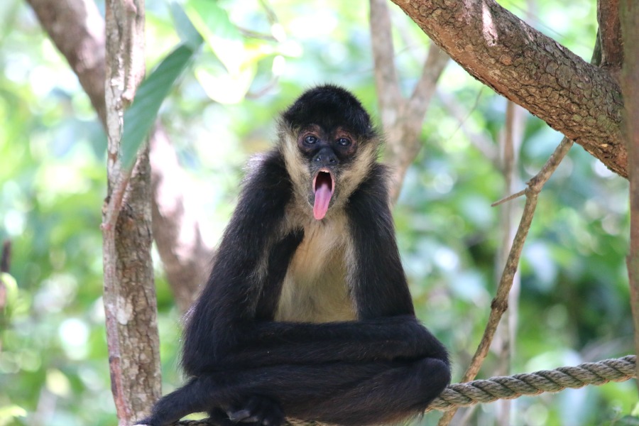 Belize Monkey with Tongue