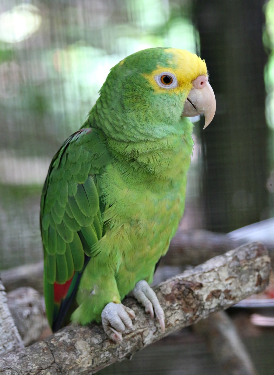 Belize Parrot