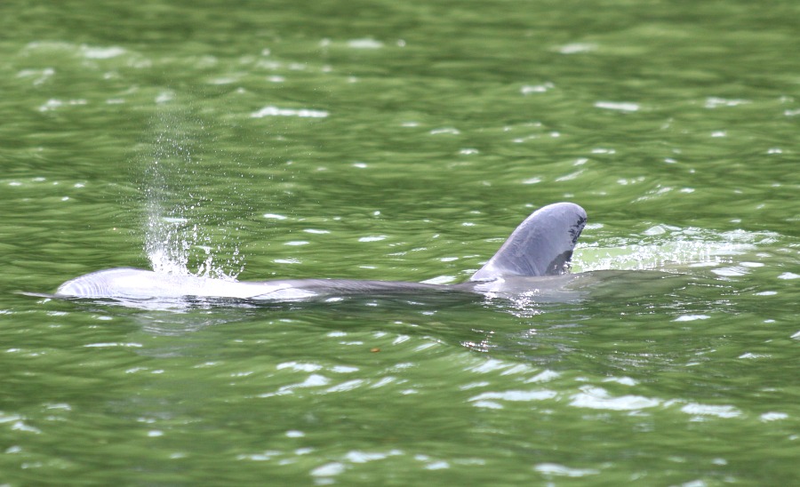 belize dolphin