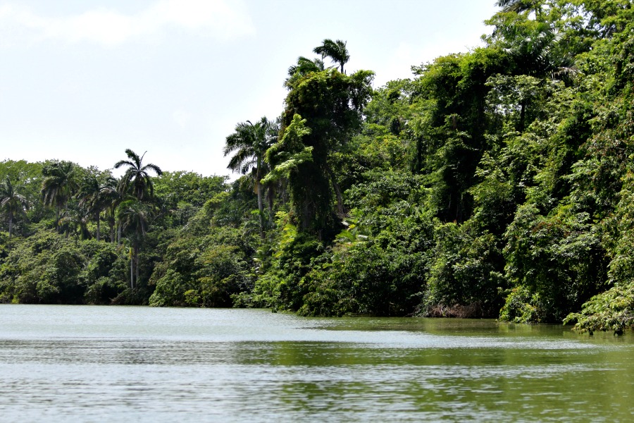 river boat ride through rain forest in belize