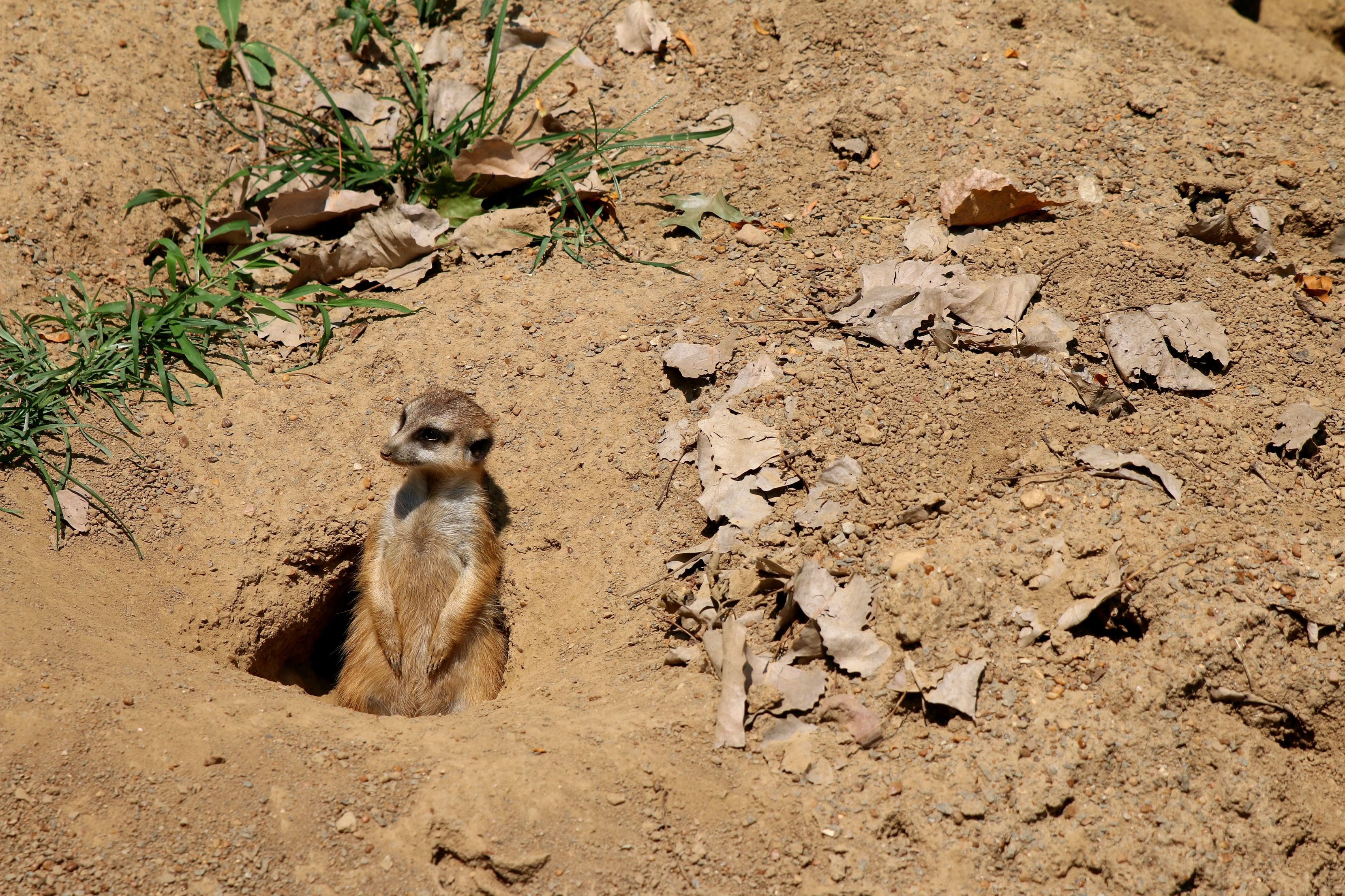 Memphis Meerkat