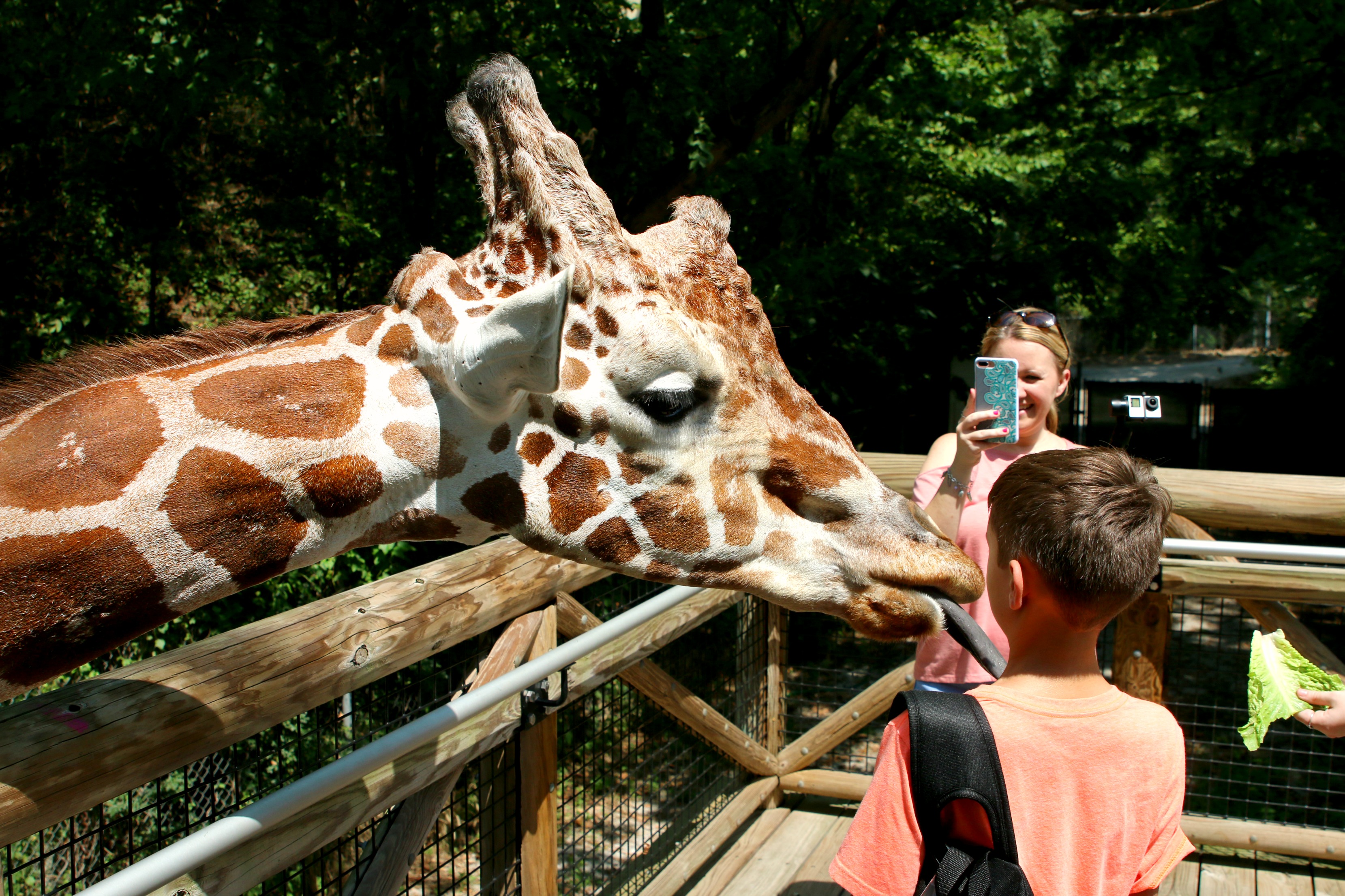 Memphis giraffe