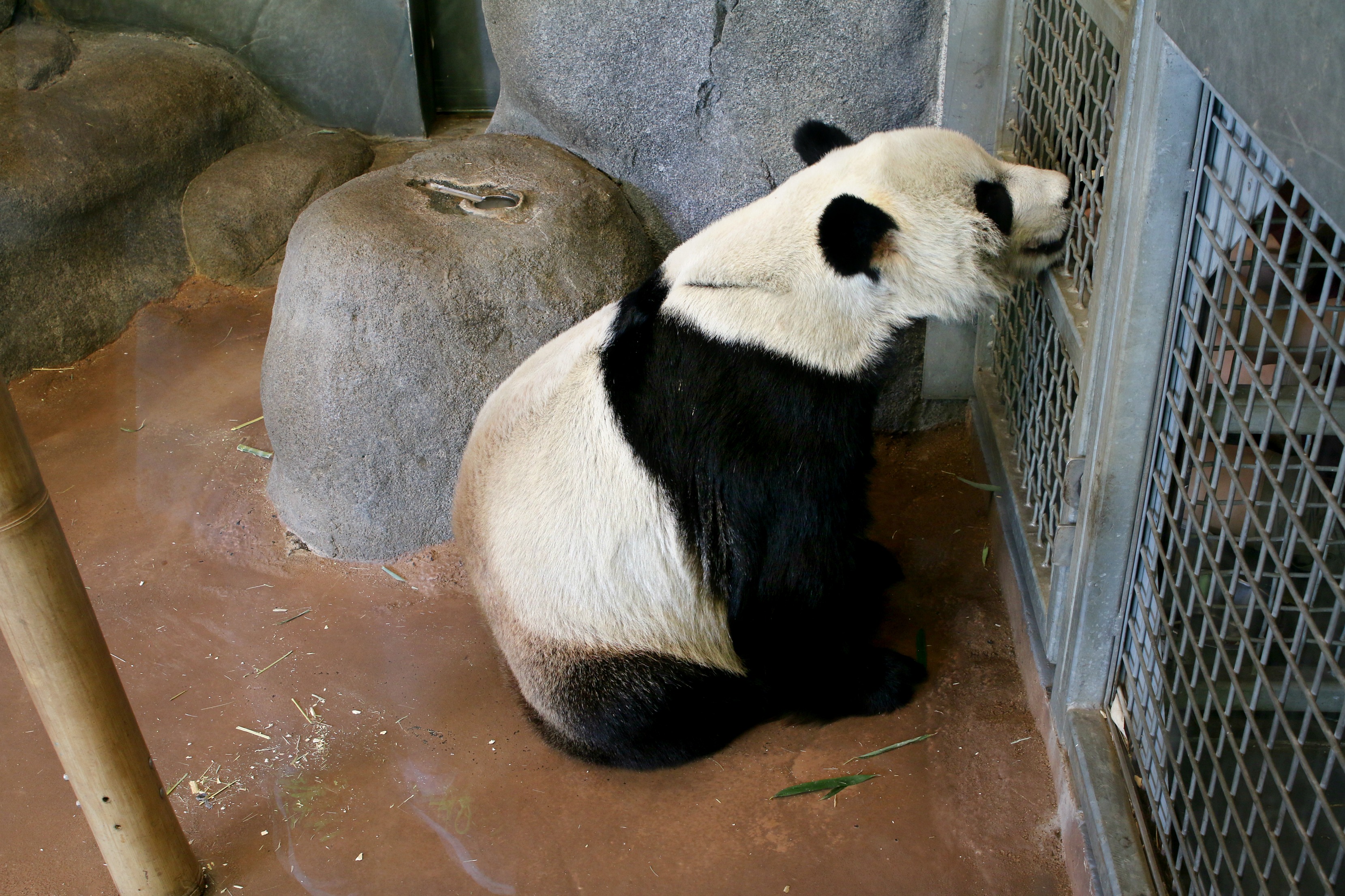 Panda feeding 2