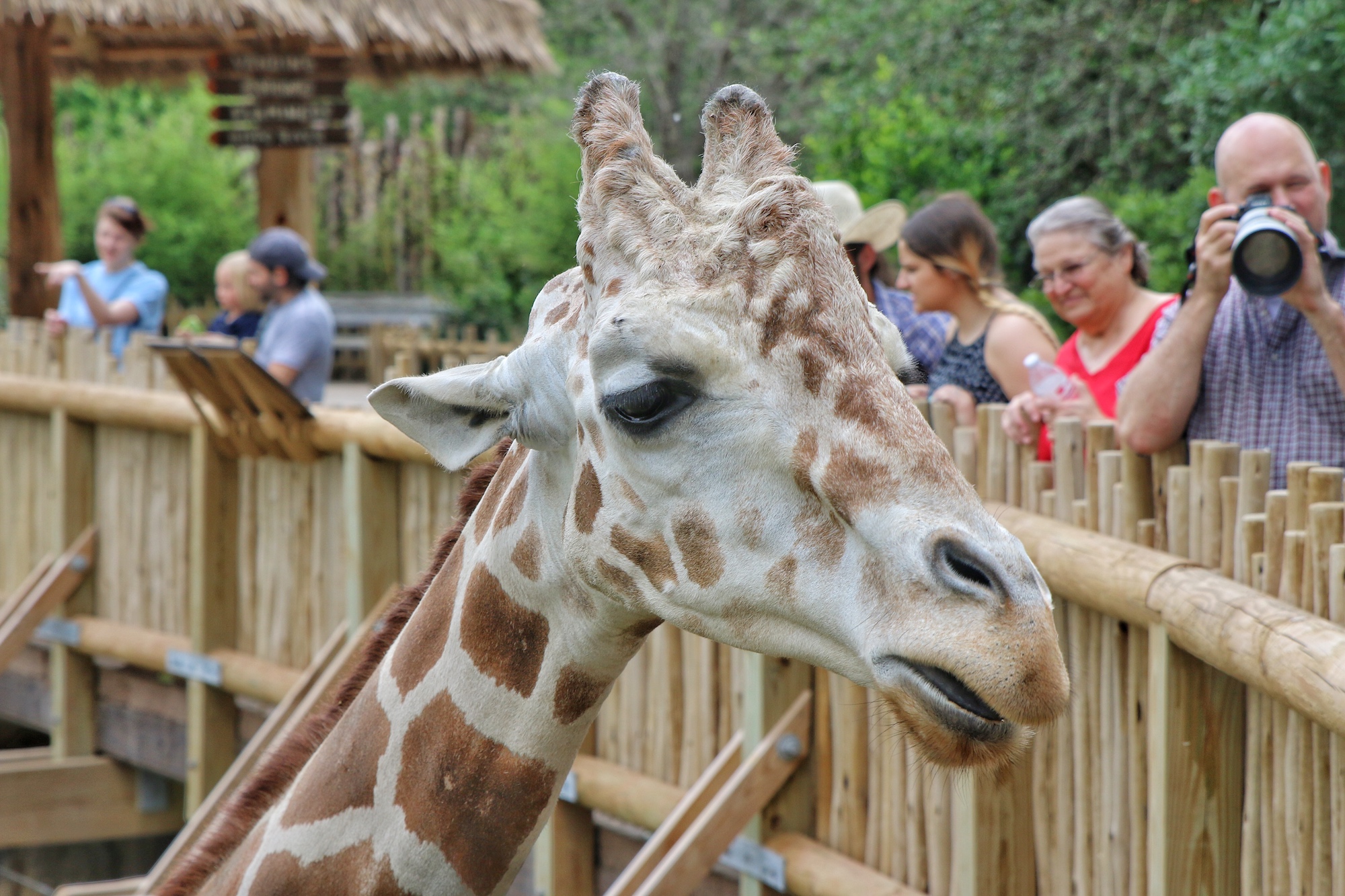 get up close to giraffes at African savanna exhibit