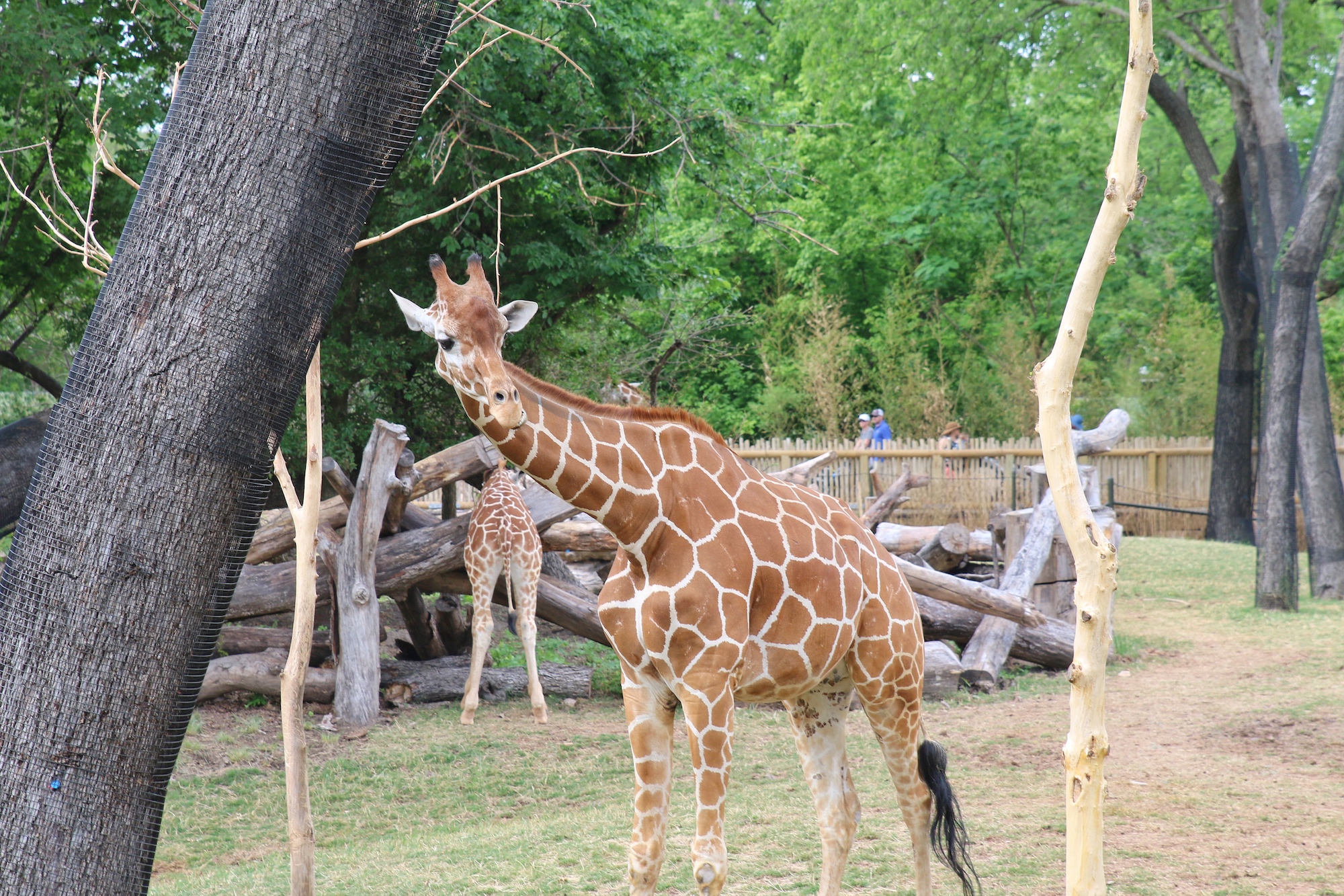 see giraffes roam at Fort Worth zoo