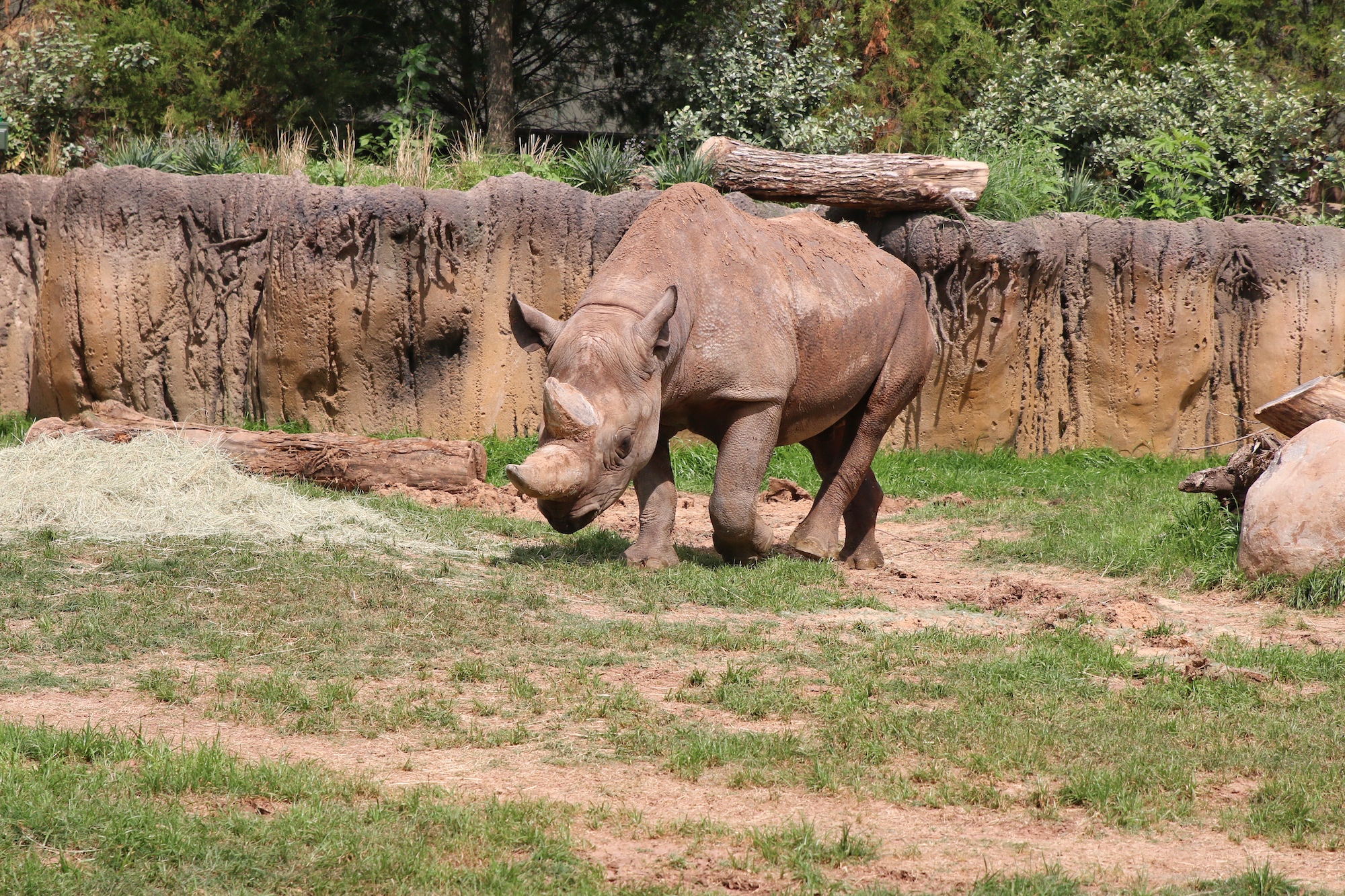 Fort Worth zoo rhinos