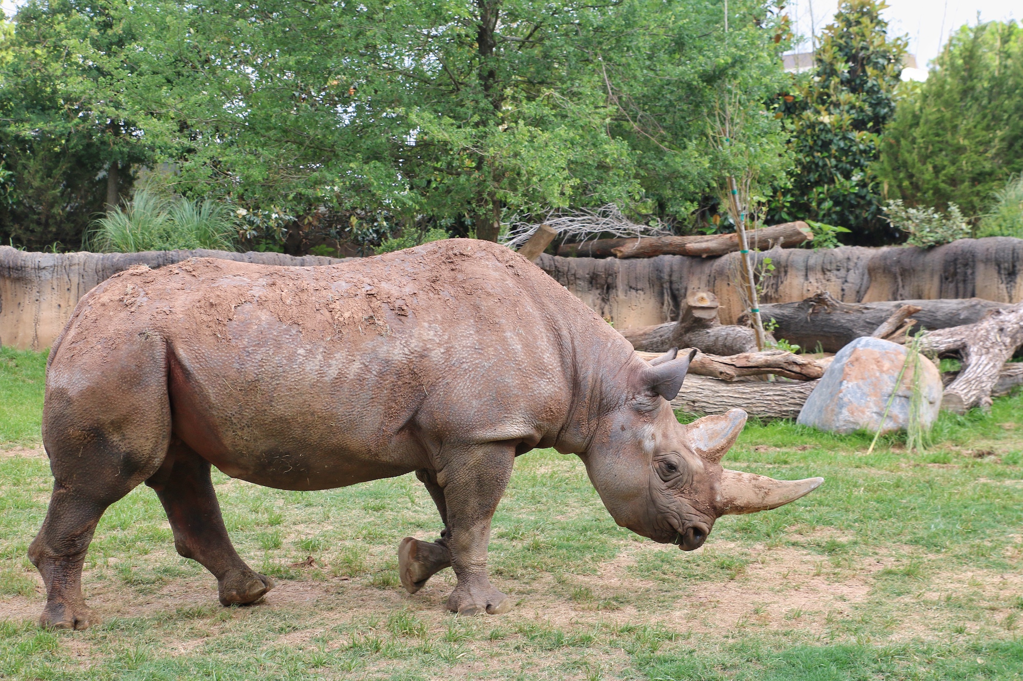 rhino viewing area at Fort Worth zoo